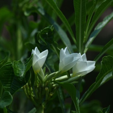 Huele increíble y crece dentro de una maceta, esta es la flor que todos quieren en su jardín