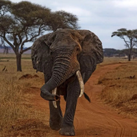 Colocaram um GPS em um elefante para ver onde ele estava indo; 2 anos depois, ele desenhou um mapa que surpreendeu os cientistas 