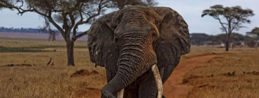 Colocaram um GPS em um elefante para ver onde ele estava indo; 2 anos depois, ele desenhou um mapa que surpreendeu os cientistas 