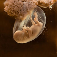 ¿Cuánto mide y pesa tu bebé? Calendario de medidas y peso del feto durante el embarazo, semana a semana