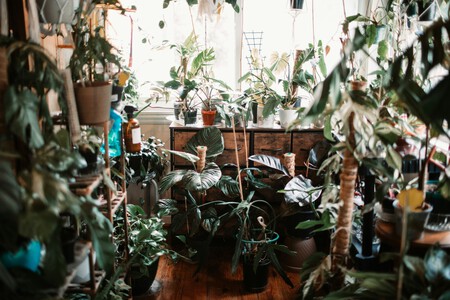 Tener Plantas En Casa Puede Ayudarte A Mantener Mejor La Temperatura 2