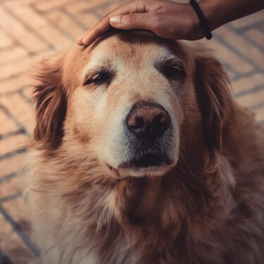 Si tu perro viejo cambia de personalidad puede estar sufriendo demencia canina 
