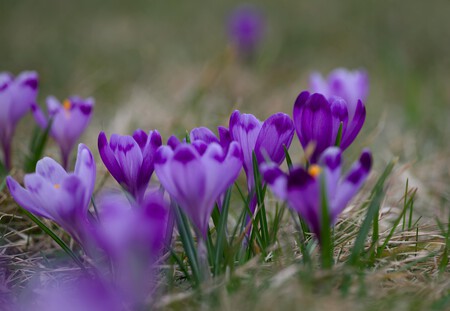 Pexels Lauripoldre 31530955