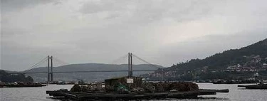 Así se cría el mejillón gallego. Te lo contamos desde una batea