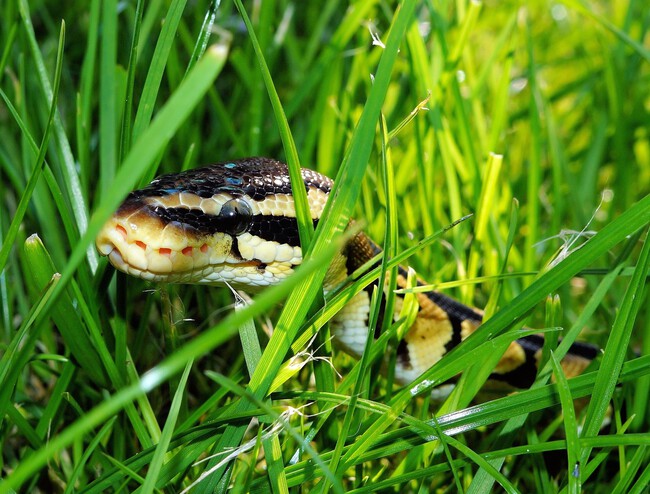 Grass Lawn Meadow Wildlife Golden Reptile 960204 Pxhere Com