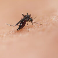 El gadget perfecto para las picaduras de mosquitos cae de precio casi a mínimos históricos