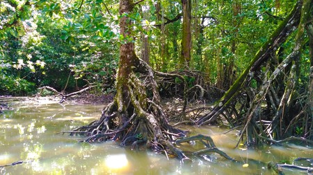 Rhizopora Stylosa Found In Mangrove Of Cilintang Taman Nasional Ujung Kulon Banten