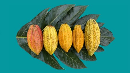 Cacao