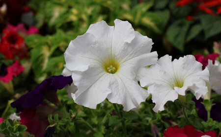 petunia