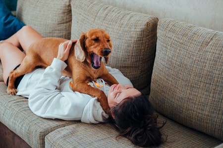 Bostezo Perro Baja Tolerancia Frustracion Conductas Soluciones1