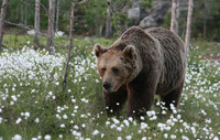 Visita a los osos pardos de Finlanda