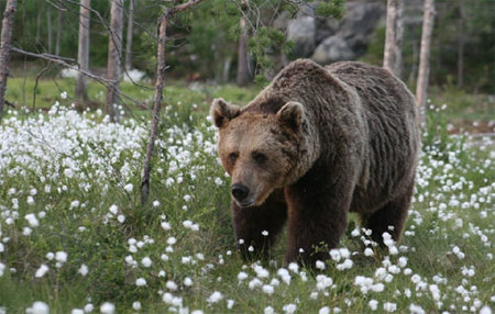 Visita a los osos pardos de Finlanda