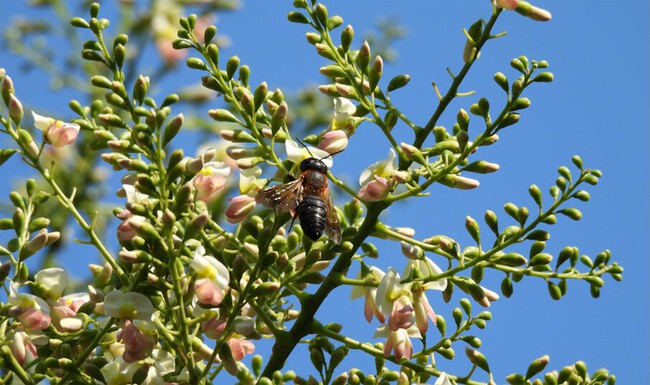 Abeja