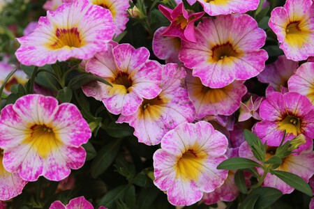 calibrachoa