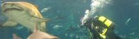 Aquarium de Barcelona: Inmersión con tiburones
