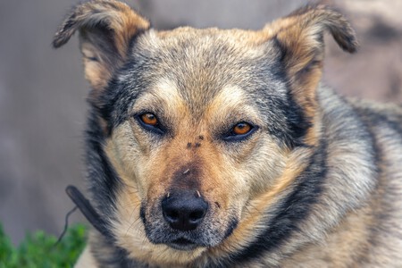 Dog G0d78cd44f 1280