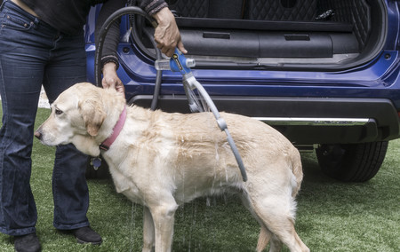 Rogue Dogue Project 13