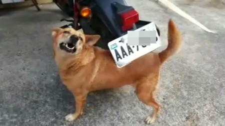 Tú si que sabes, amigo perro