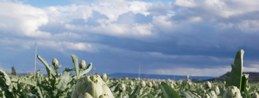 Viaje al centro de la alcachofa: los productores de Tudela explican cómo escoger los mejores ejemplares