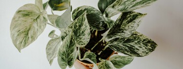 Potus, la planta ideal para interiores: estos son los secretos de un experto para que crezcan más hojas y esté frondoso