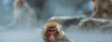 La ciencia lleva años preguntándose por qué demonios nos gusta beber alcohol. La respuesta estaba en los monos