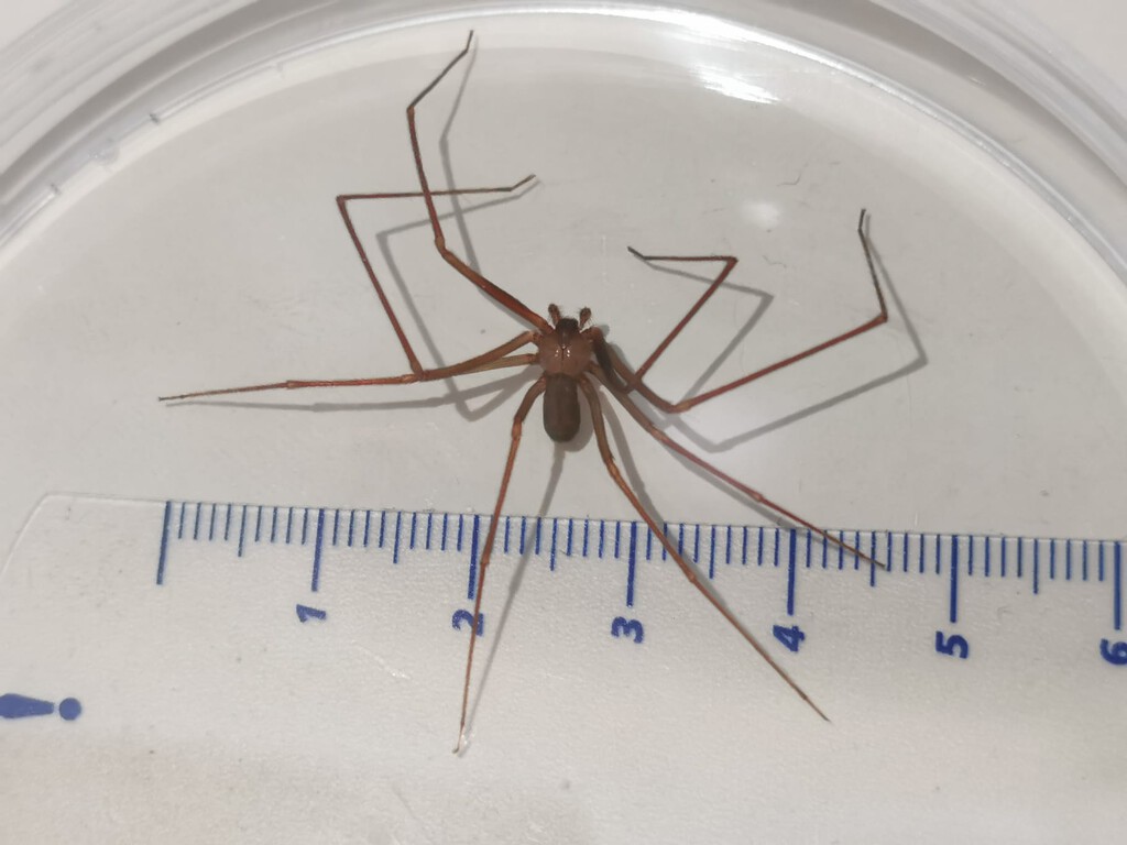 La araña violinista en España: qué casos reales hay de picaduras, riesgos y consecuencias 