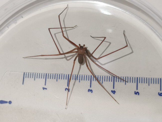 araña