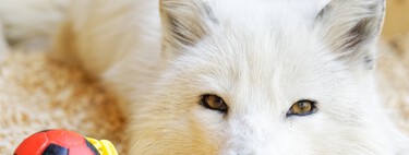 Zorros y suricatos se han puesto de moda ¿Es legal tenerlos? Sí. ¿Es bueno para el animal? No mucho 