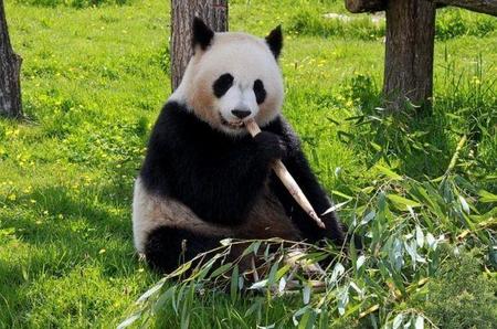 ¿Cómo pueden sobrevivir los osos panda comiendo únicamente bambú?