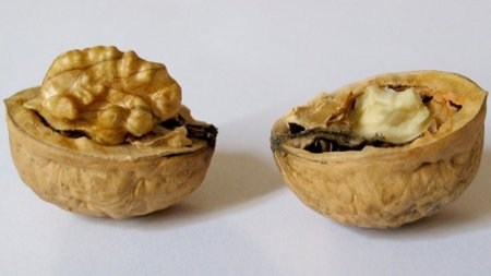 Nueces: los frutos secos con más antioxidantes