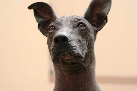 ¿Perro despistado y con ganas de aventura? Dos extremeños patentan un collar antipérdidas