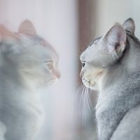 Antes de emprender un proyecto conócete a ti mismo