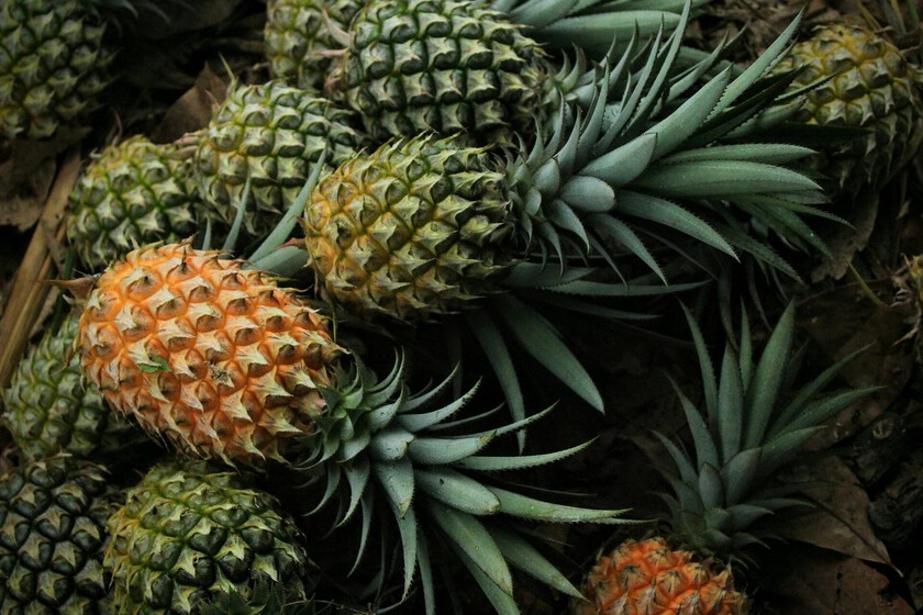 La piña y sus propiedades. Infografía