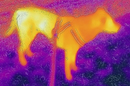 Este material permite ser invisible a las cámaras infrarrojas sensibles al calor