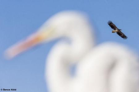 Ya conocemos los ganadores del Festival Internacional de Fotografía de Naturaleza MontPhoto 2014