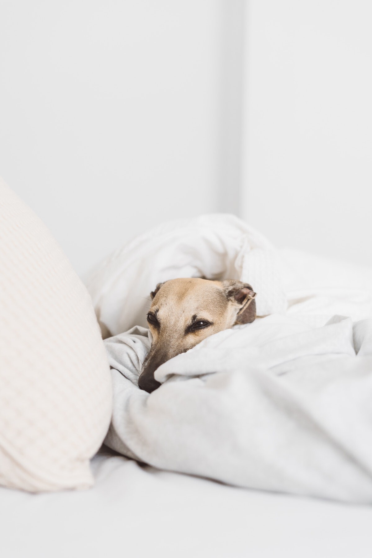 My dog sleeps in my bed while I'm gone how to solve the problem The