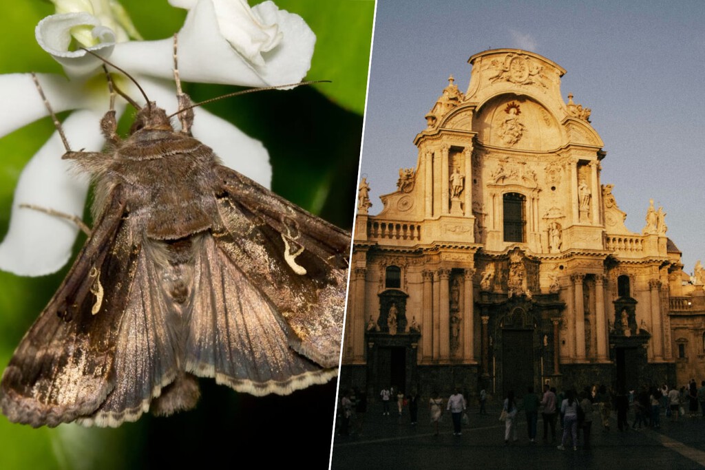 Si la pregunta es si hay una "invasión" de polillas en Murcia, la respuesta es la de todos los años por estas fechas