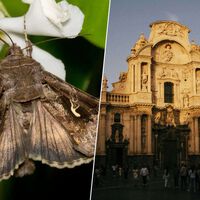 Si la pregunta es si hay una "invasión" de polillas en Murcia, la respuesta es la de todos los años por estas fechas