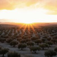 España tiene hasta el 15 de noviembre para decidir si pulsa el "botón nuclear" del aceite y retener hasta el 20% de la cosecha