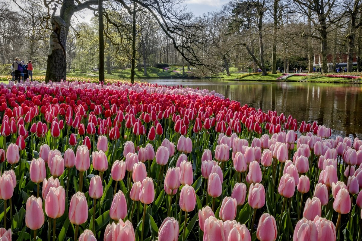 Todo listo para abrir Keukenhof, el mayor y más bello jardín de tulipanes del mundo