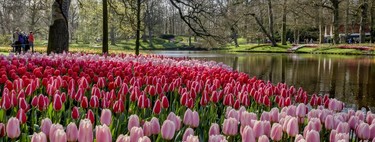 Todo listo para abrir Keukenhof, el mayor y más bello jardín de tulipanes del mundo