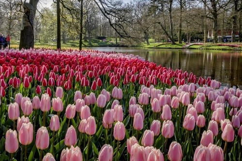 Todo listo para abrir Keukenhof, el mayor y más bello jardín de tulipanes del mundo
