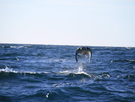 Mar Cabo Pulmo