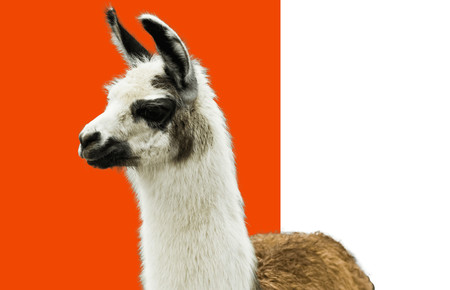 Winamp 5.8 ha sido liberado de forma oficial