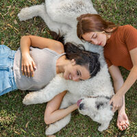 Parla tiene una solución para combatir el abandono escolar entre los adolescentes: los perros abandonados 