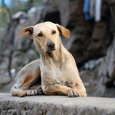 Puedes enseñar a tu perro a ir al baño en casa, ¿pero por qué querrías quitarle los paseos? 