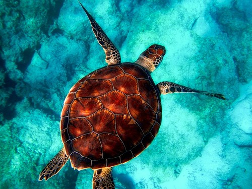 Estos son los países que debes visitar si eres amante de los animales