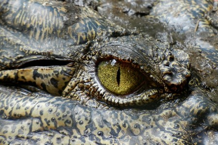 13 cosas que probablemente no sabías sobre los cocodrilos