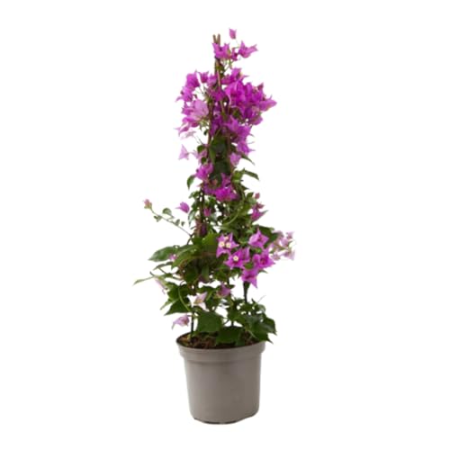 Verdecora Buganvilla 3 Tallos Planta Natural