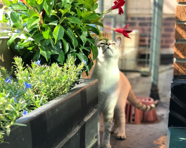 flores balcón
